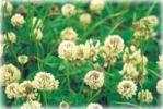 New Zealand Clover.jpg